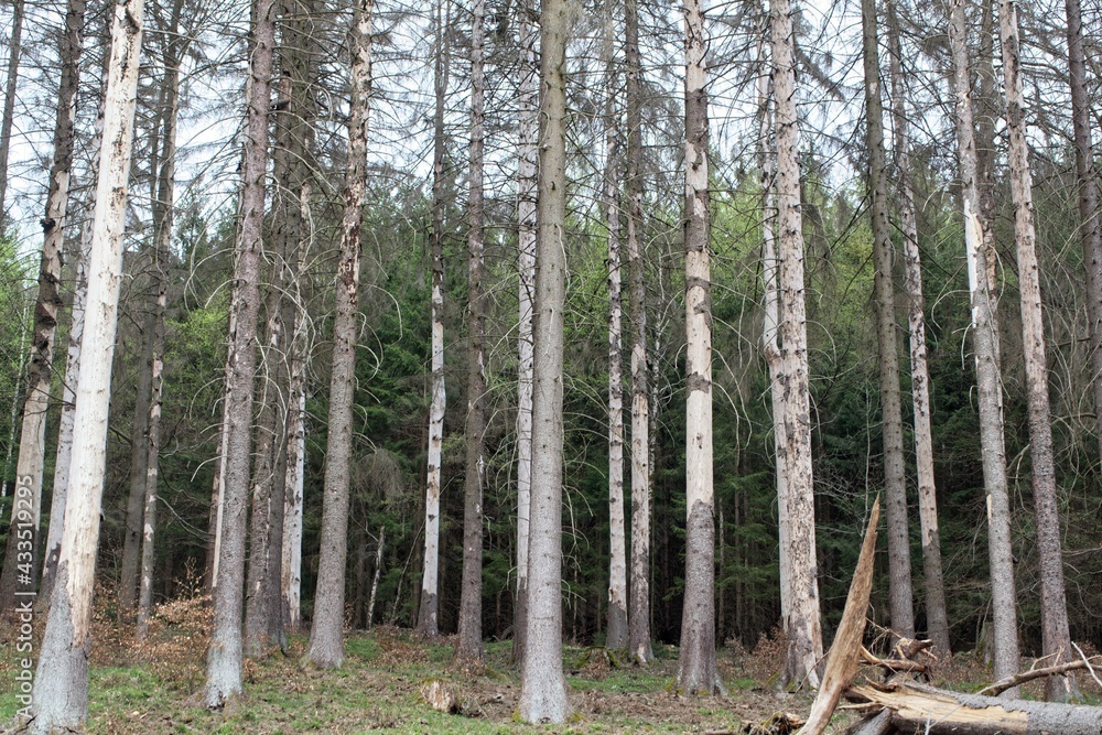 Obraz premium Dead spruce trees in the Thuringian forest