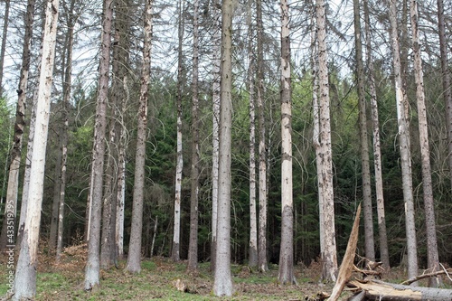 Fototapeta Naklejka Na Ścianę i Meble -  Dead spruce trees in the Thuringian forest