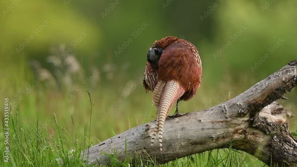 Ringneck Pheasant ( Phasianus colchicus ) male Ringneck Pheasant ( Phasianus colchicus ) male
