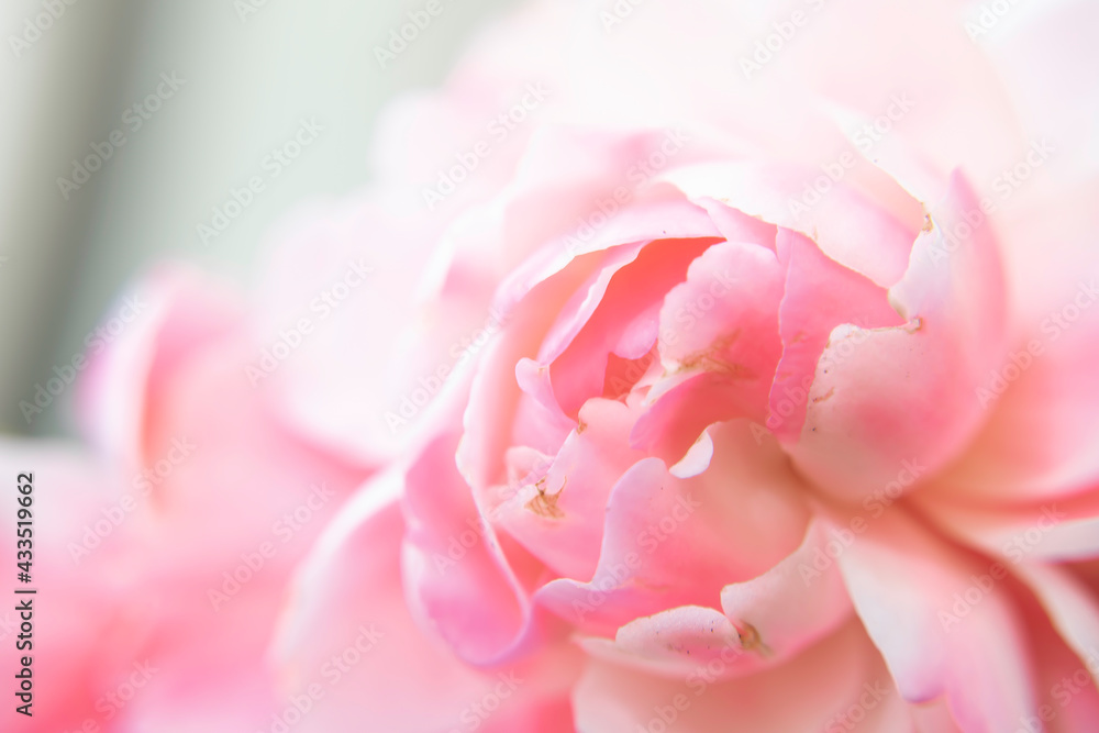 Pink Rose - Closeup Angled Pink Rose - Closeup Angled