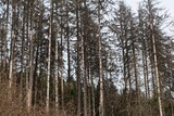 Dead spruce trees in the Thuringian forest