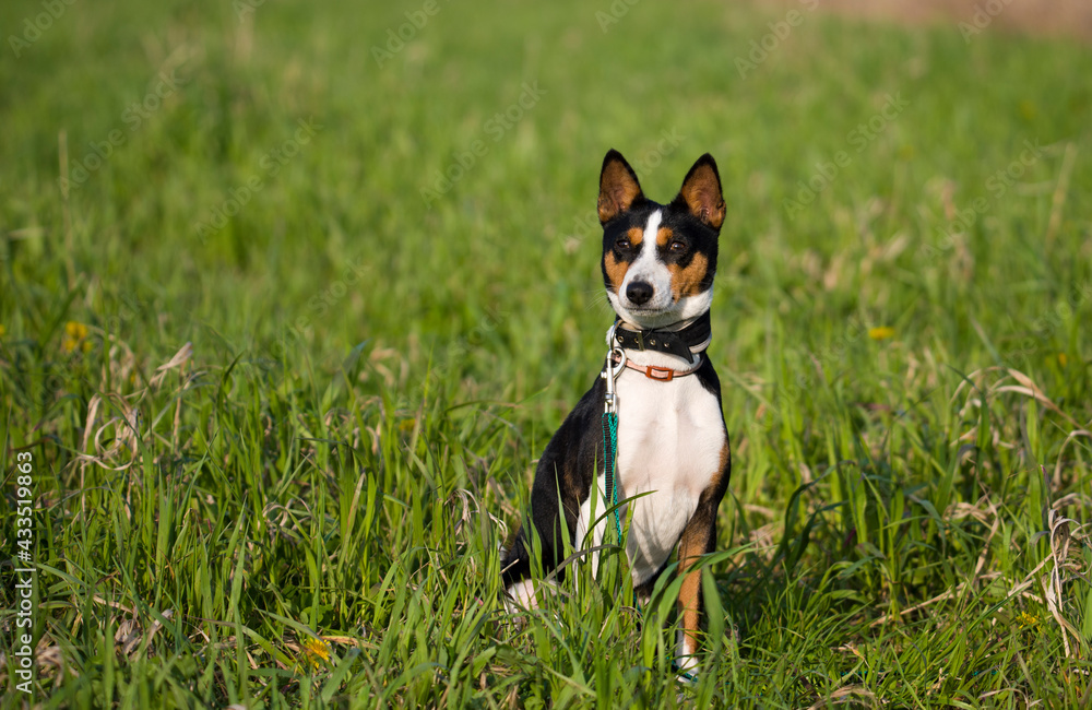 basenji close-up portrait of summer on the grass basenji close-up portrait of summer on the grass