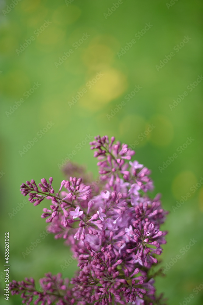 Blurred background of green field with blooming purple lilac flowers in defocus. Morning sunlight. Vertical. Blurred background of green field with blooming purple lilac flowers in defocus. Morning sunlight. Vertical.