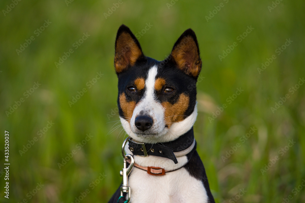 basenji close-up portrait of summer on the grass basenji close-up portrait of summer on the grass