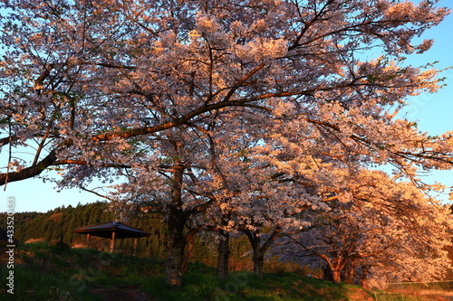 岩手県花巻市東和町 青空と桜並木