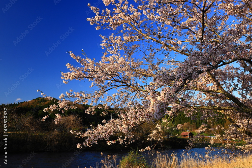 岩手県花巻市東和町　青空と桜並木