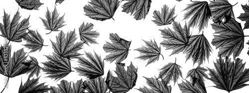 Wallpaper Mural spring maple leaves Torontodigital.ca