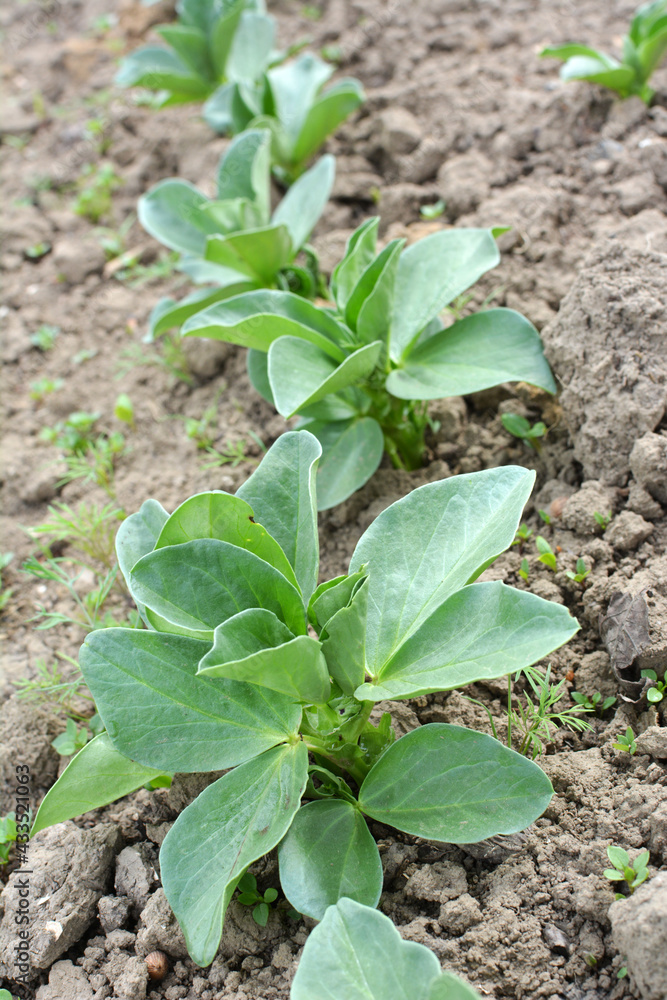 Horse bean (Vicia faba) grows in the soil Horse bean (Vicia faba) grows in the soil