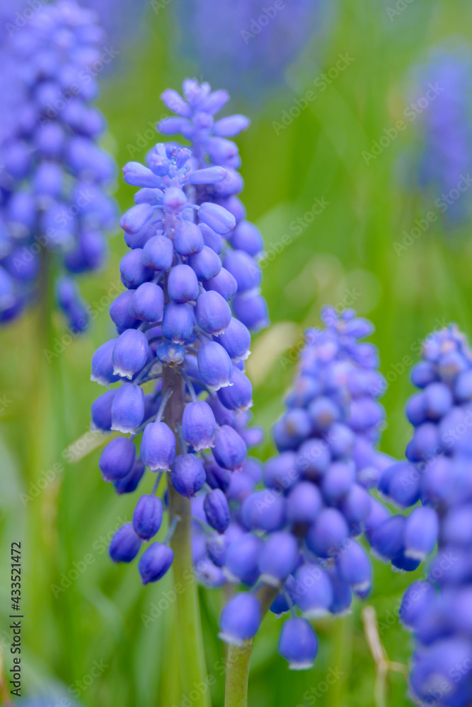 Blue bells Muscari armeniacum in a flowerbed in early spring. Delicate spring garden flowers. Landscape design. Blue bells Muscari armeniacum in a flowerbed in early spring. Delicate spring garden flowers. Landscape design.