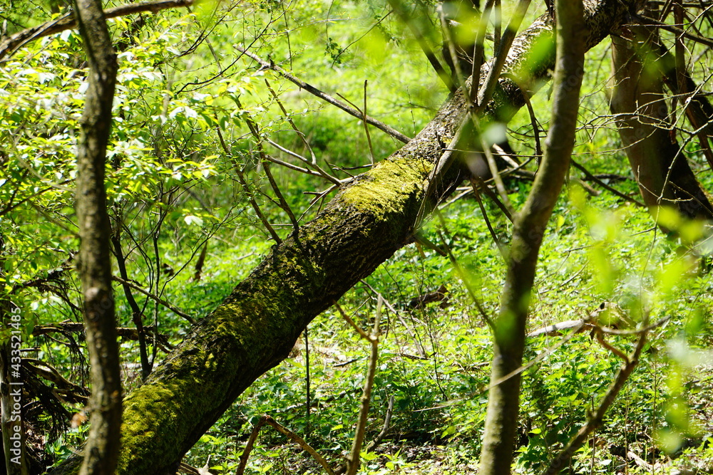 green forest in spring green forest in spring