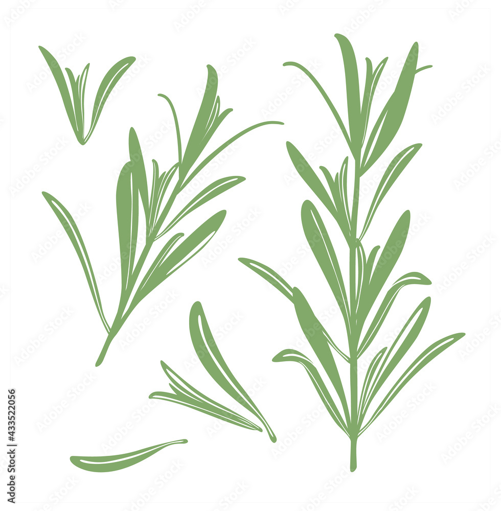 Rosemary. A set of silhouettes of green rosemary twigs and leaves. Vector image isolated on a white background.