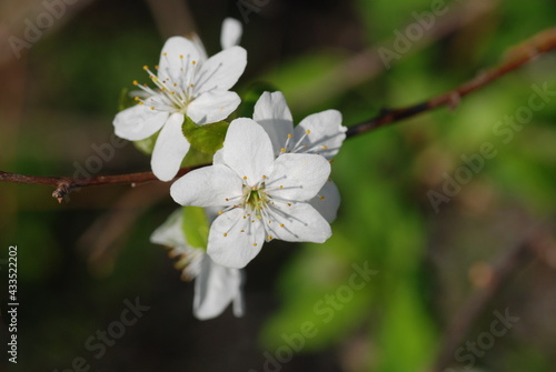 Blooming white cherry blossom close-up in sunlight. Macro 