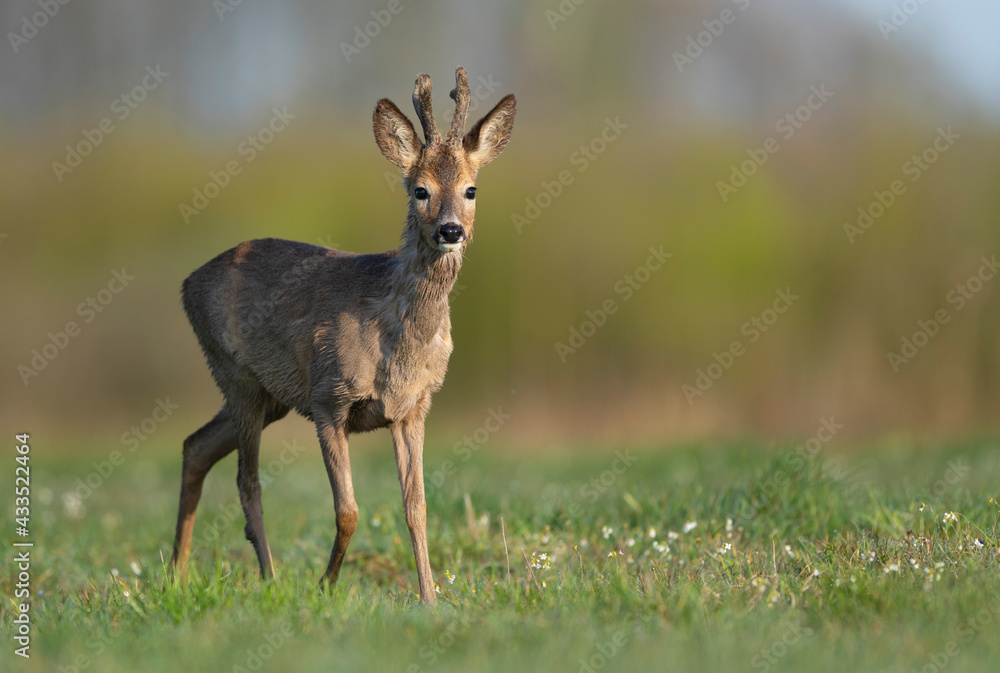 Roe deer male ( Capreolus capreolus )