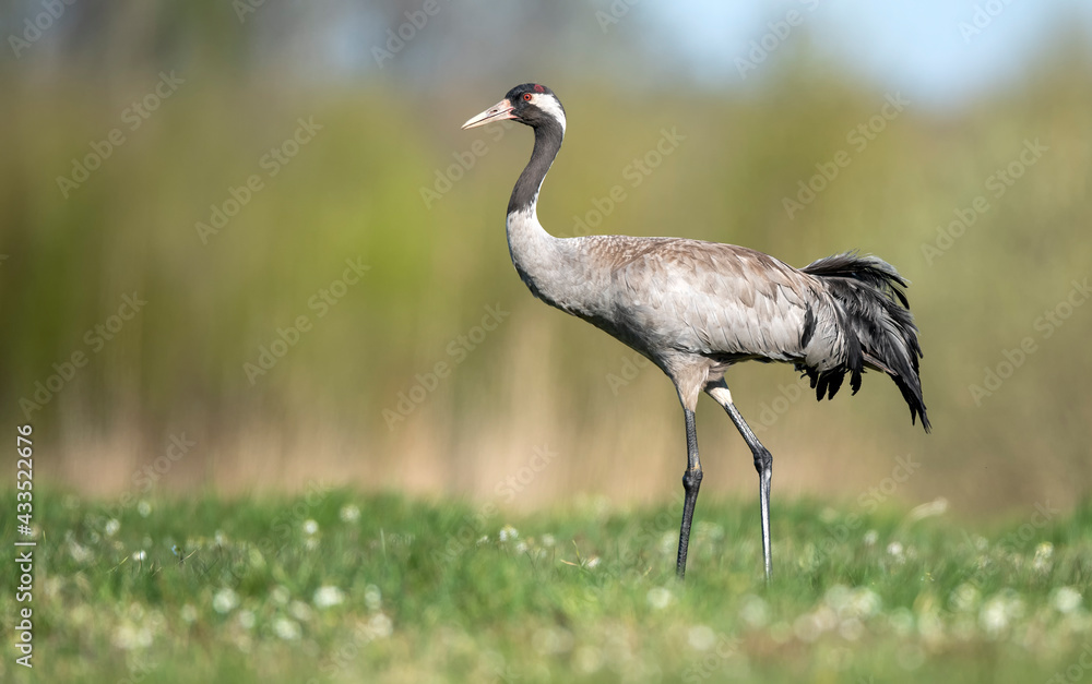 Fototapeta premium Common crane bird close up ( Grus grus )