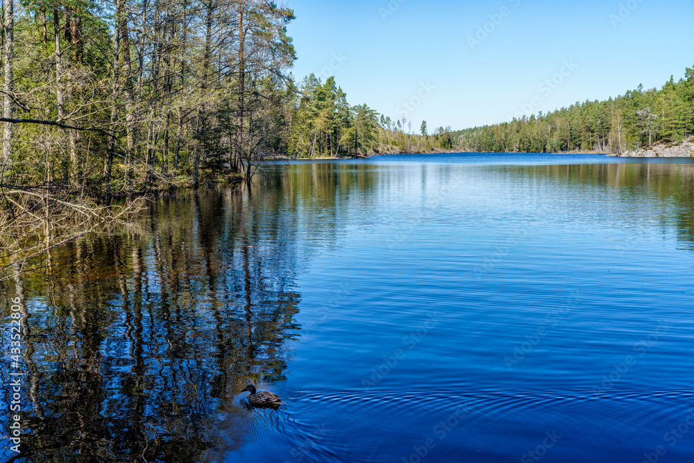 A nice image of a forest lake in Tyresta National Park, Sweden