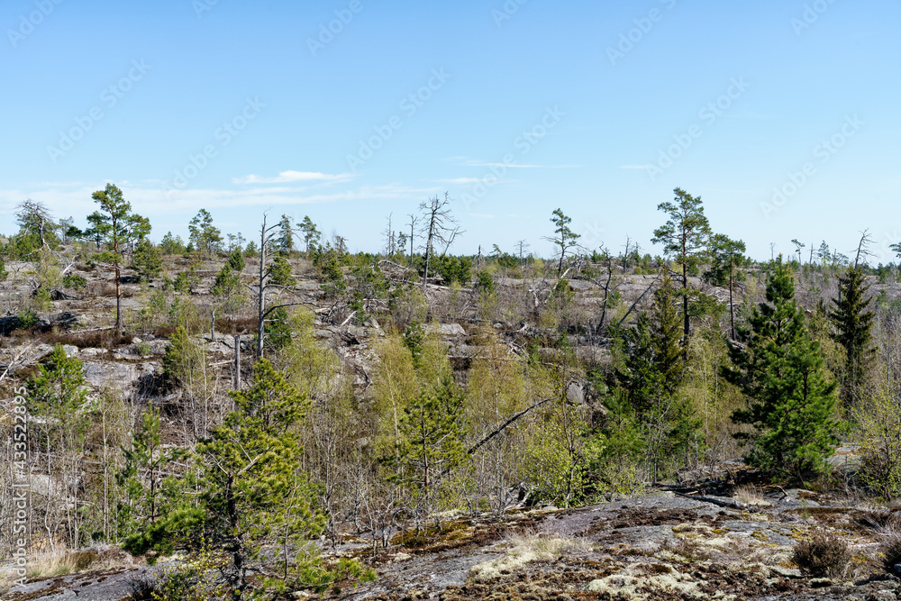 Tyresta National Park, Sweden, 22 years after a major forest fire that took place in 1999. 