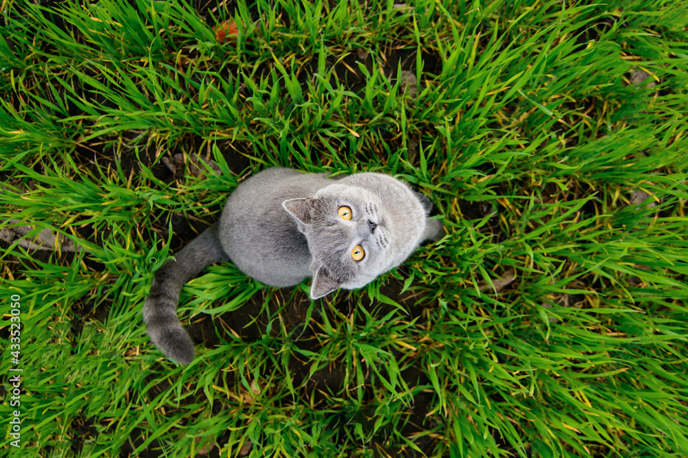 Obraz premium Cat playing in the grass. Cat hunts in the garden. 