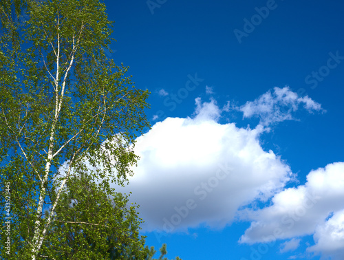 A tall tree with foliage against a background of blue sky and beautiful white clouds. Space for text