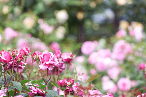 薔薇園の薔薇