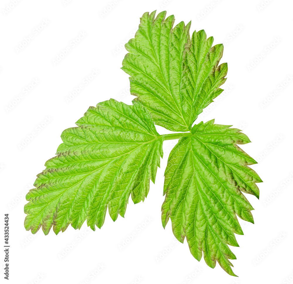 green raspberry leaf isolated on white background. young leaf cut out green raspberry leaf isolated on white background. young leaf cut out