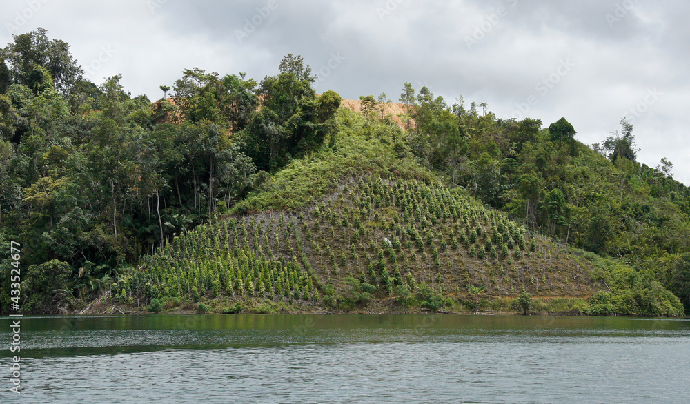 Black pepper plants growing on hillside above lake, Batang Ai, Sarawak (Borneo), Malaysia