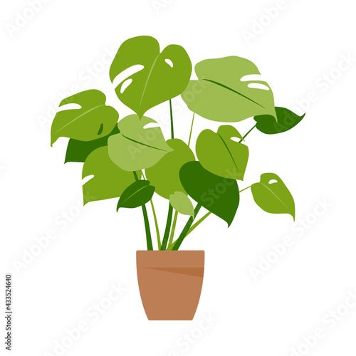 Home plant monstera. Potted plant isolated on white. Flat. Vector illustration.