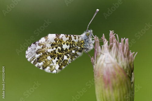 Aurorafalter (Anthocharis cardamines) getarnt photo