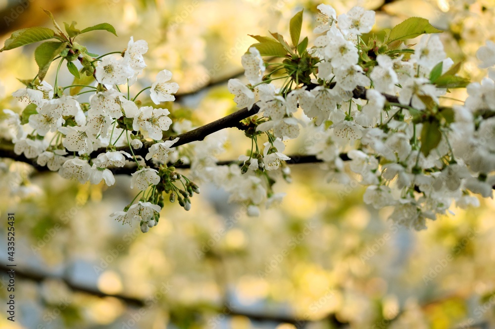 Branches of sweet cherry blooming, spring white flowers background, bokeh