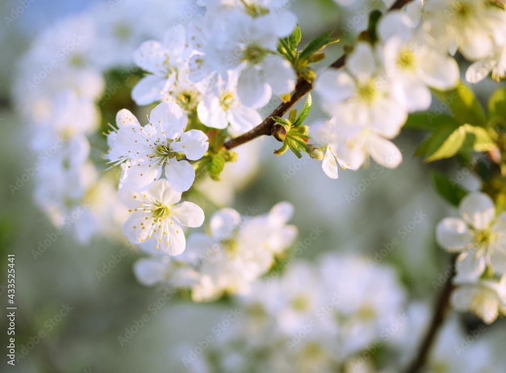 Sweet cherry blooming, spring white flowers background, bright and sunny spring, bokeh Sweet cherry blooming, spring white flowers background, bright and sunny spring, bokeh