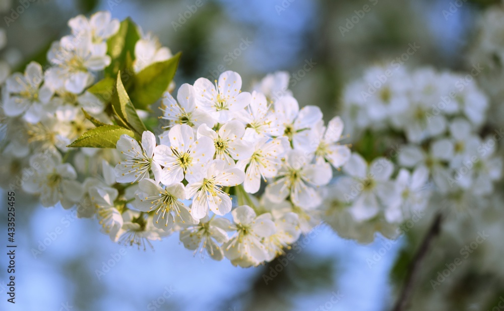 Sweet cherry blooming, spring white flowers background