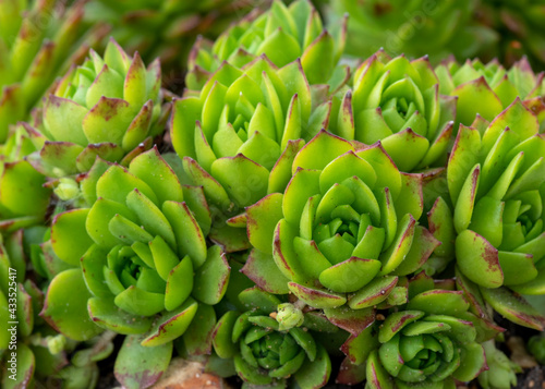 succulent alpine sempervivum