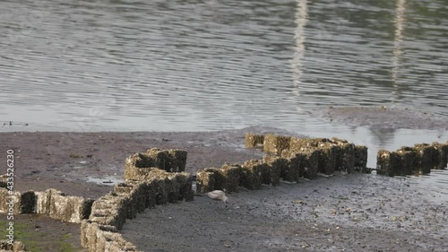 seagul picking at clams on a beach next to erroded concrete wall photo