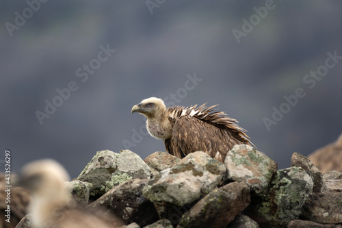 Griffon vulture in the Rhodope Mountains. Scavengers relax on the top of rock. Bird watching in Bulgaria mountains. Vultures during winter time. European wildlife. 