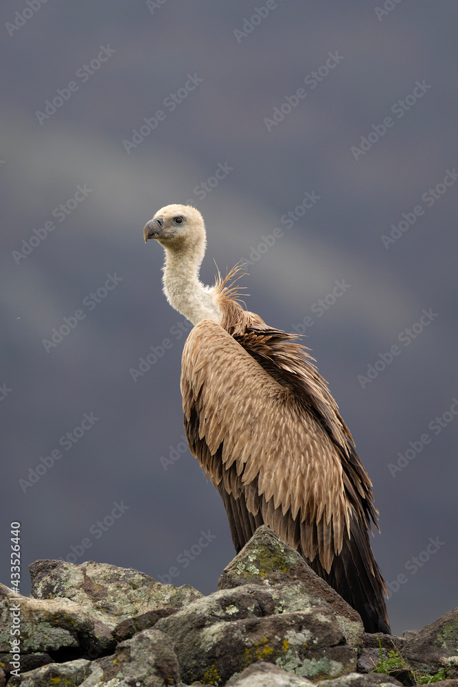 Griffon vulture in the Rhodope Mountains. Scavengers relax on the top of rock. Bird watching in Bulgaria mountains. Vultures during winter time. European wildlife. Griffon vulture in the Rhodope Mountains. Scavengers relax on the top of rock. Bird watching in Bulgaria mountains. Vultures during winter time. European wildlife.