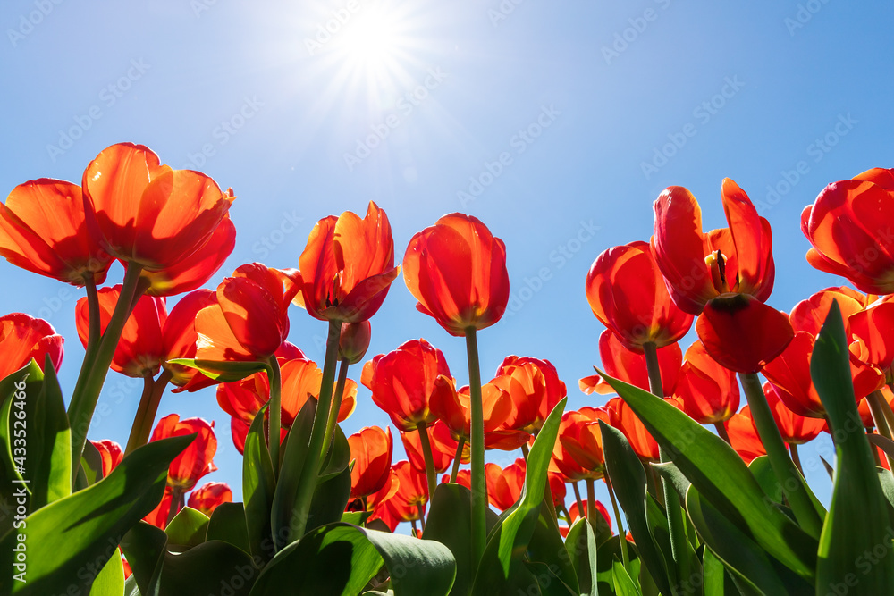 Bottom pov view of many beautiful scenic growing red rose tulip flower field against clear blue sky on sunny day. Traditional holland dutch landscape background. Horticultire nature business