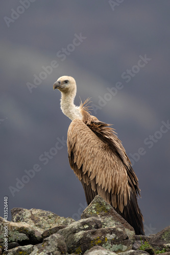 Griffon vulture in the Rhodope Mountains. Scavengers relax on the top of rock. Bird watching in Bulgaria mountains. Vultures during winter time. European wildlife. 