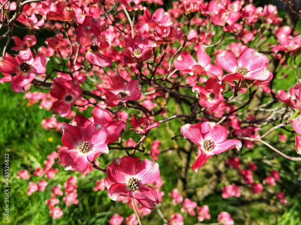 Cornus florida rubra tree with pink flowers. Cornus florida rubra tree with pink flowers.