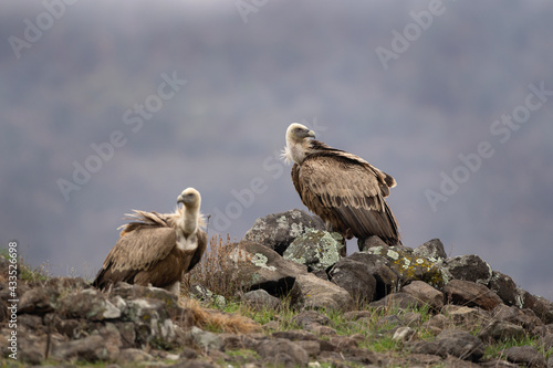 Griffon vulture in the Rhodope Mountains. Scavengers relax on the top of rock. Bird watching in Bulgaria mountains. Vultures during winter time. European wildlife. 