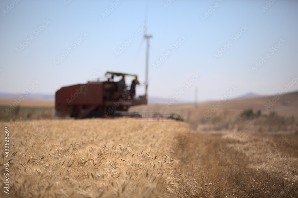 Fototapeta premium Mietitura del grano - Basilicata - ITALY