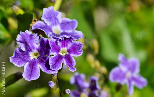 Violet flowers cluster with a green background