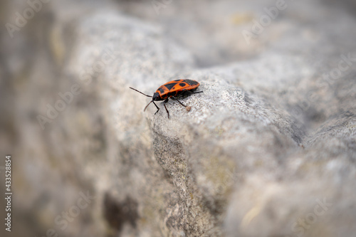  bug on the rock