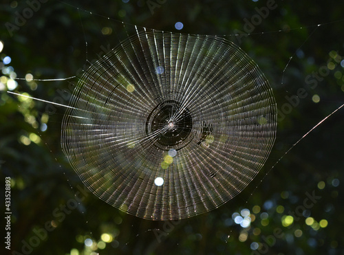 Perfect spiderweb, huge round and beautiful