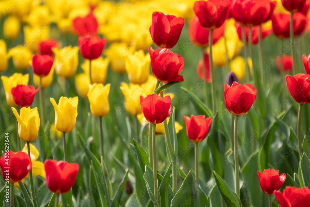 Red and yellow tulips on a green background Red and yellow tulips on a green background