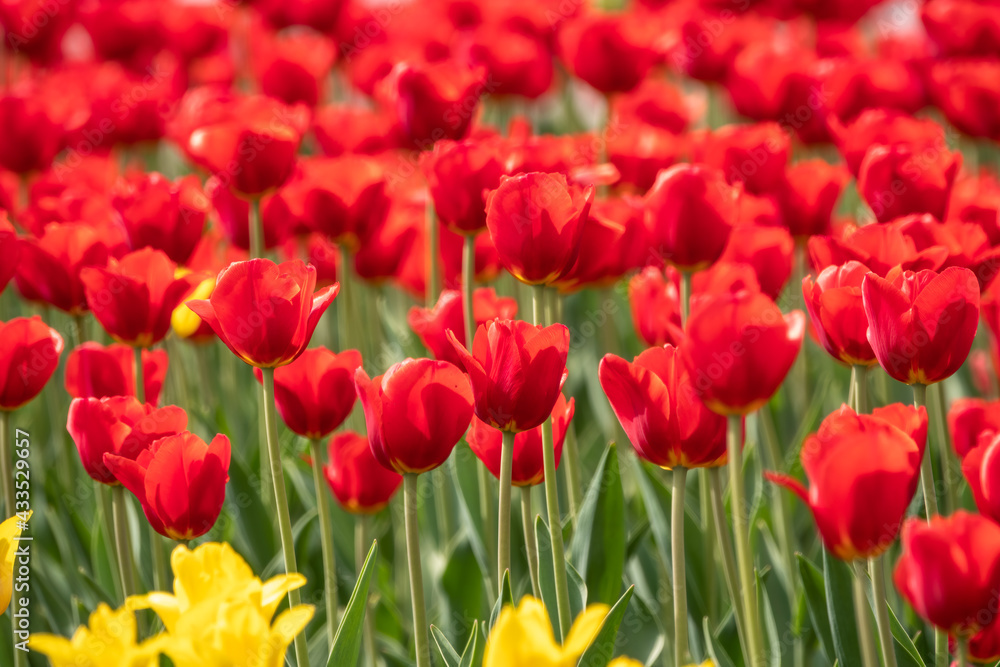 Colorful red tulips blossom in spring garden