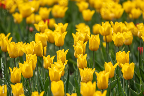 Colorful yellow tulips blossom in spring garden