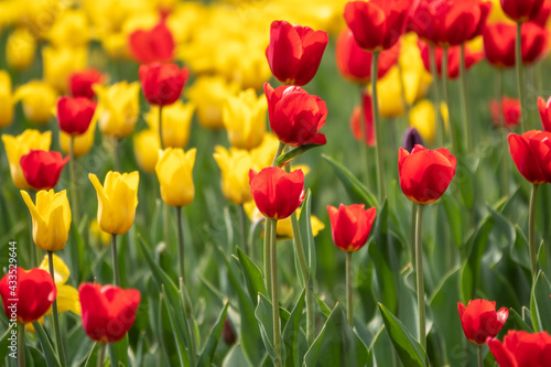 Red and yellow tulips on a green background