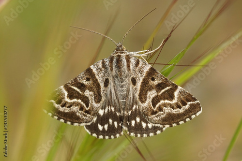 Valokuvatapetti Old hag depicted in the wings of a Mother Shipton moth climbing blades of grass