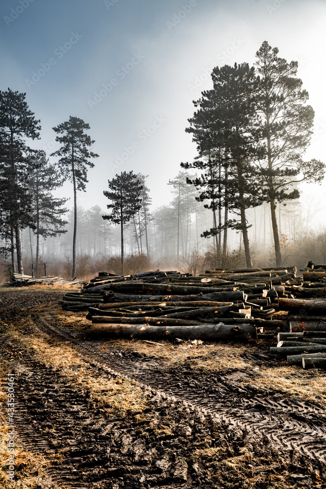 Cut Tree Trunks In Smoky And Misty Forest With Logging Industry Cut Tree Trunks In Smoky And Misty Forest With Logging Industry