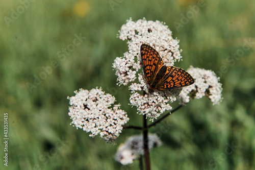 butterfly on a flower