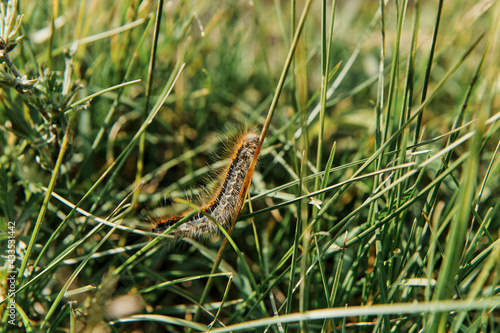 sitting on the grass
